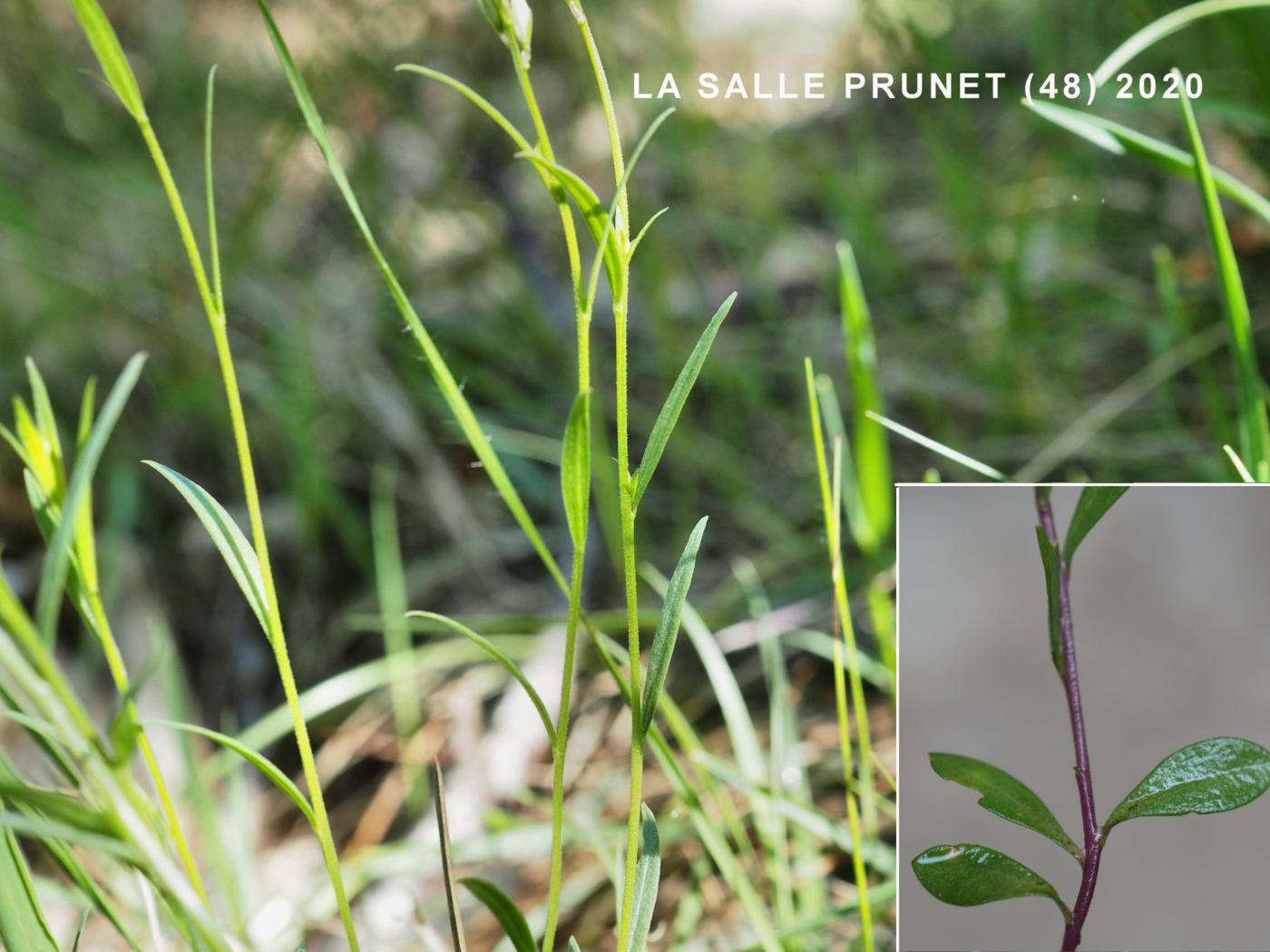 Milkwort, Thyme-leaved leaf